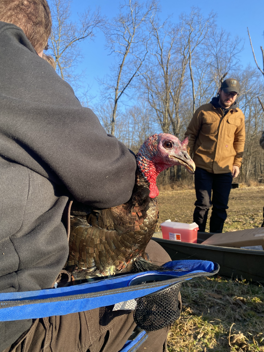 Wild turkey.