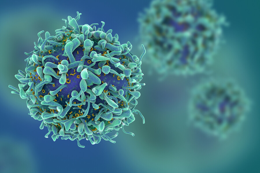 Microscopic view of T cells.