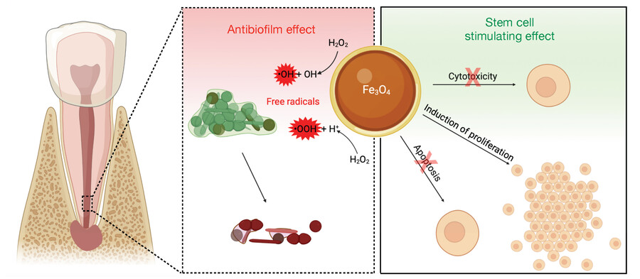 A schematic depiction of antibiofilm activity and stem cell–stimulatory effects of ferumoxytol.