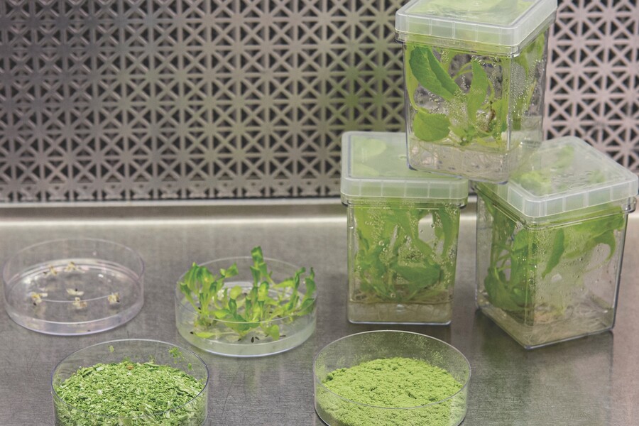 The stages of the development of biopharmaceuticals encapsulated in lettuce cells.