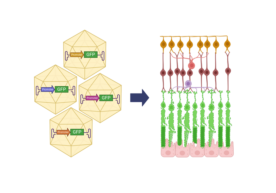 A schematic showing newly identified AAV promoters that drive strong, photoreceptor-specific gene expression across all stages of retinal degeneration.