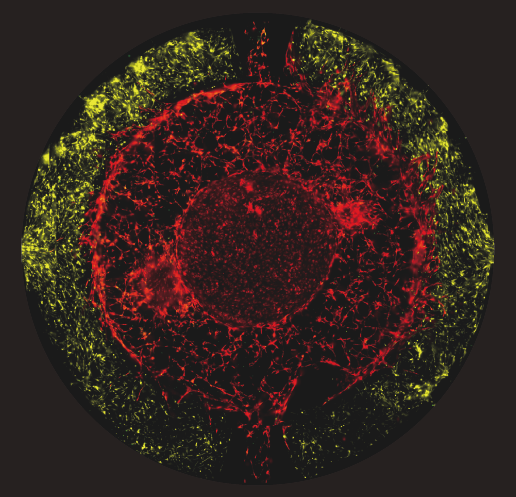 The whole scanning of the bone marrow niche on-chip.