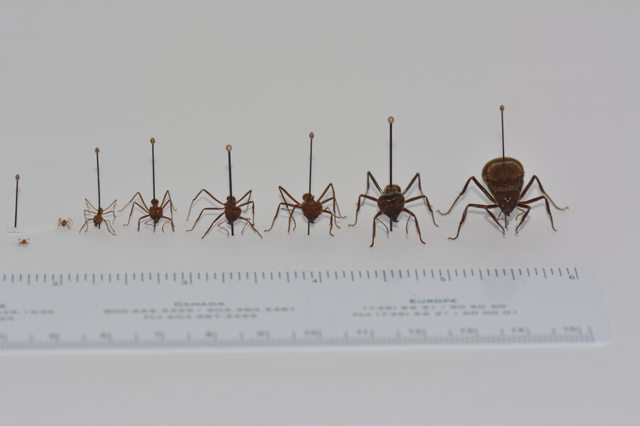 Ant samples next to a ruler.