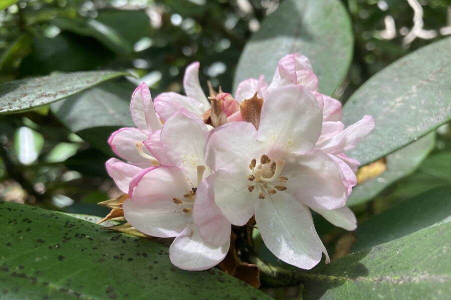 Rosebay rhododendron. 
