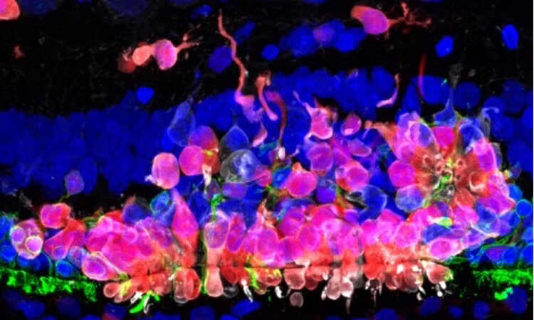 Microscopic view of transplanted human cells.