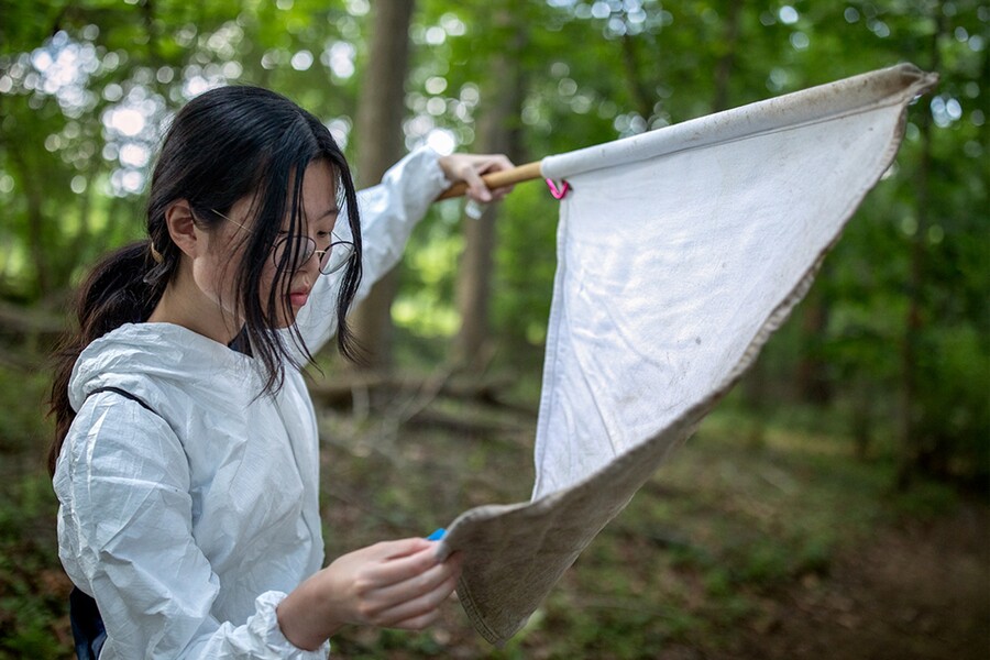 A student looking at a cotton flag in the woods for ticks.