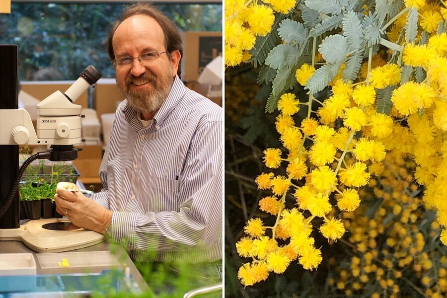 Left: Scott Poethig in his lab; Right: flowering acacia