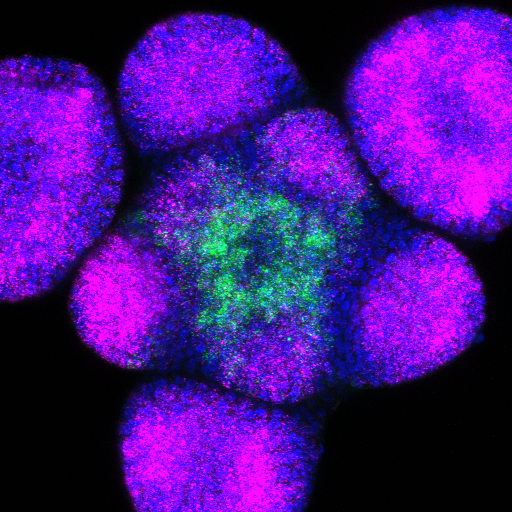 Fluorecent imaging of plant cell. 