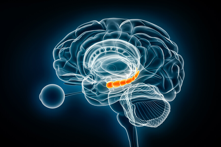 The human hippocampus.