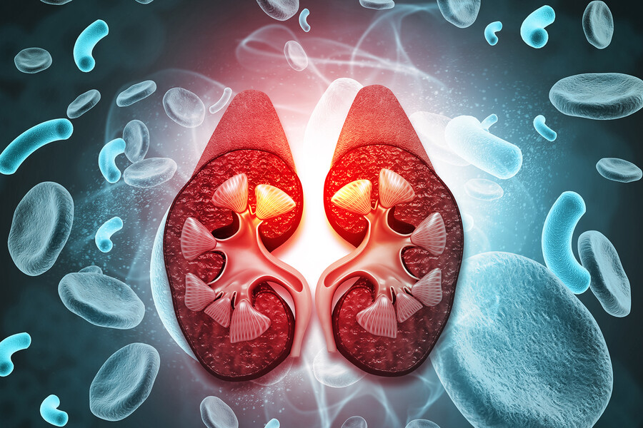 Cross section rendering of human kidneys