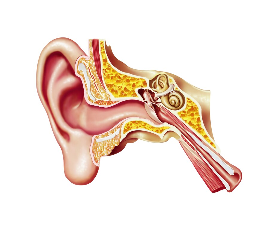 The anatomy of the inner ear.