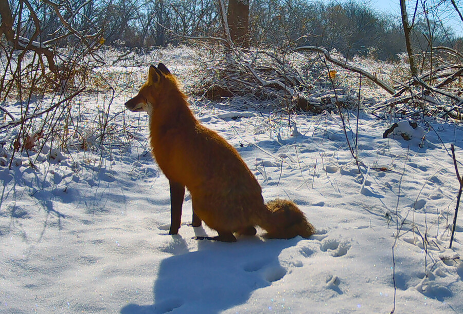 A red fox in the snow.