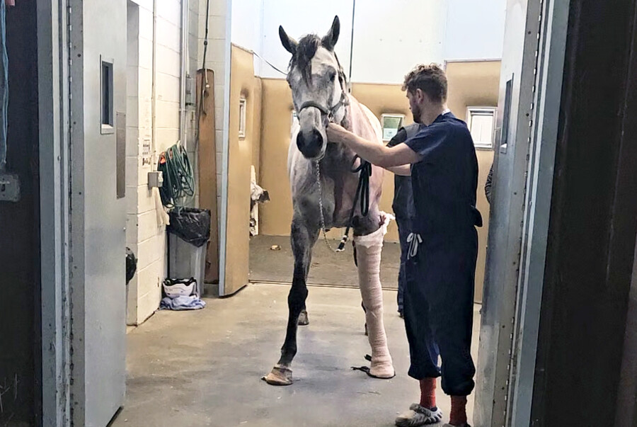 Monty the horse after surgery being rehabilitated.