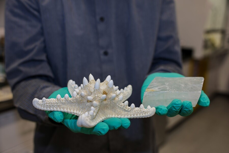 Ling Li holds the skeleton of a sea star and a block of geological calcite crystal  on the right.