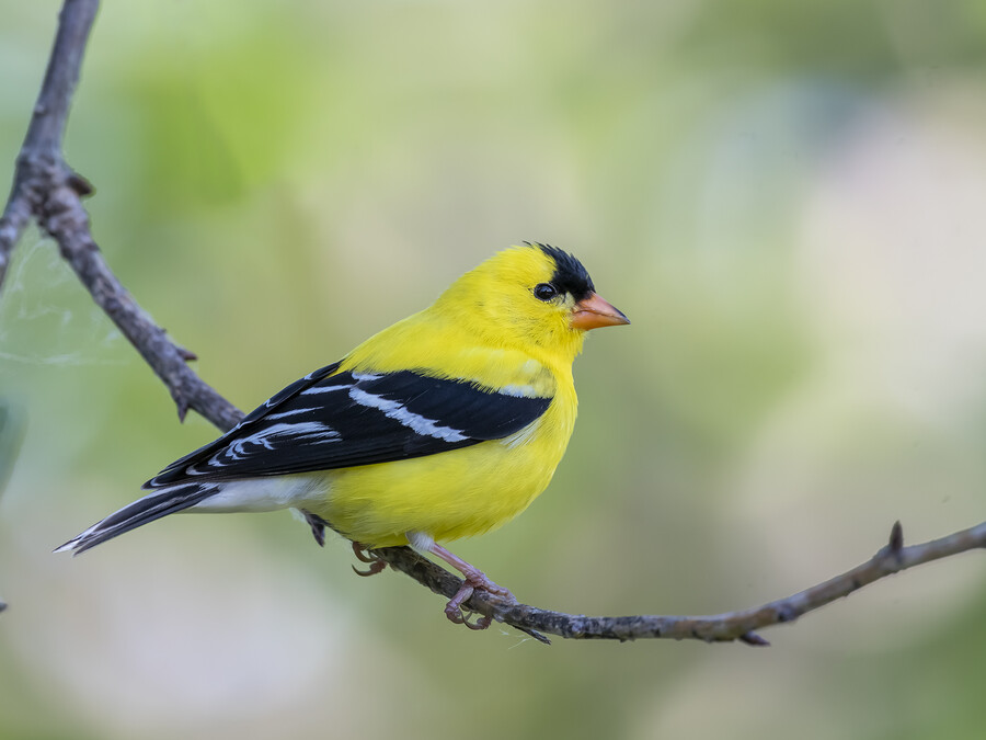 American goldfinch.