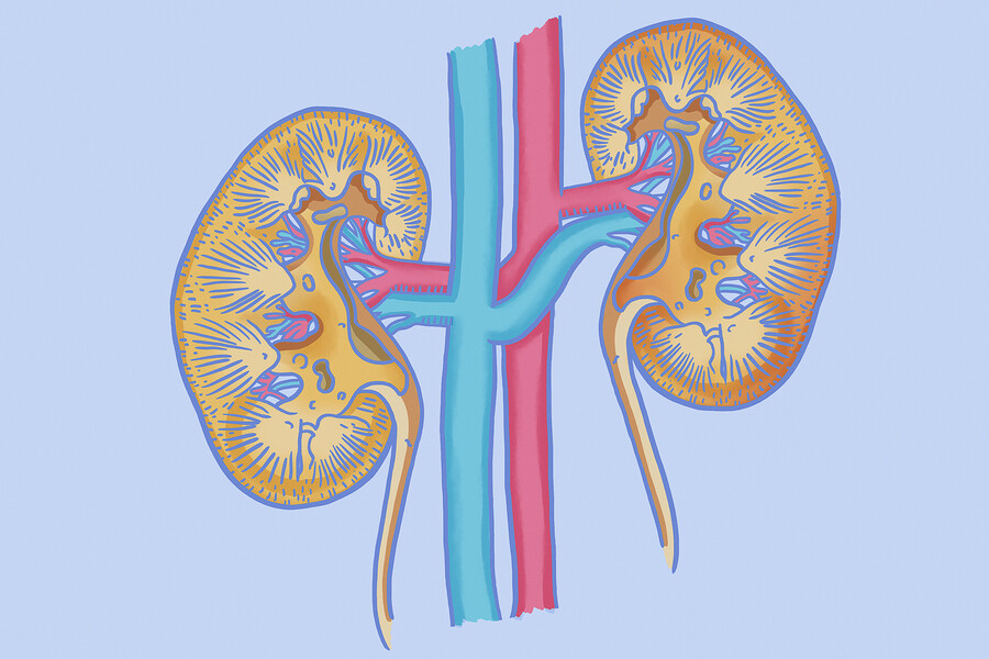 Illustration of human kidneys.