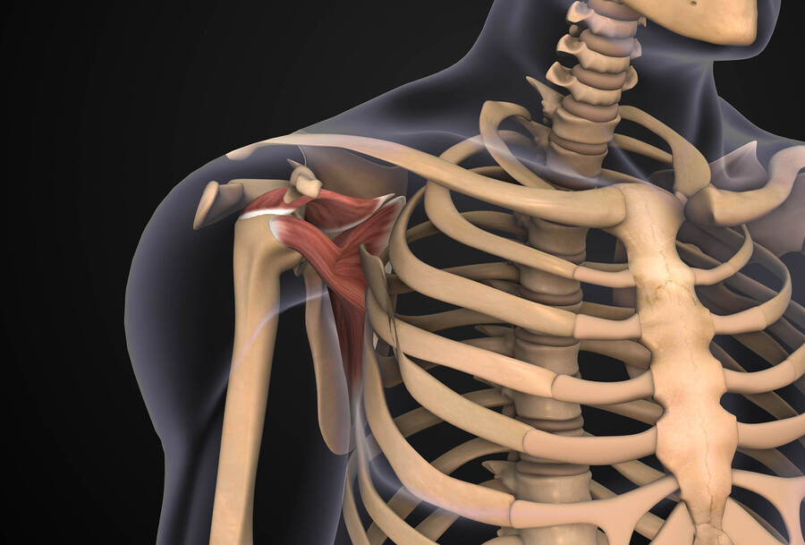 Anatomy of the skeletal system and rotator cuff.