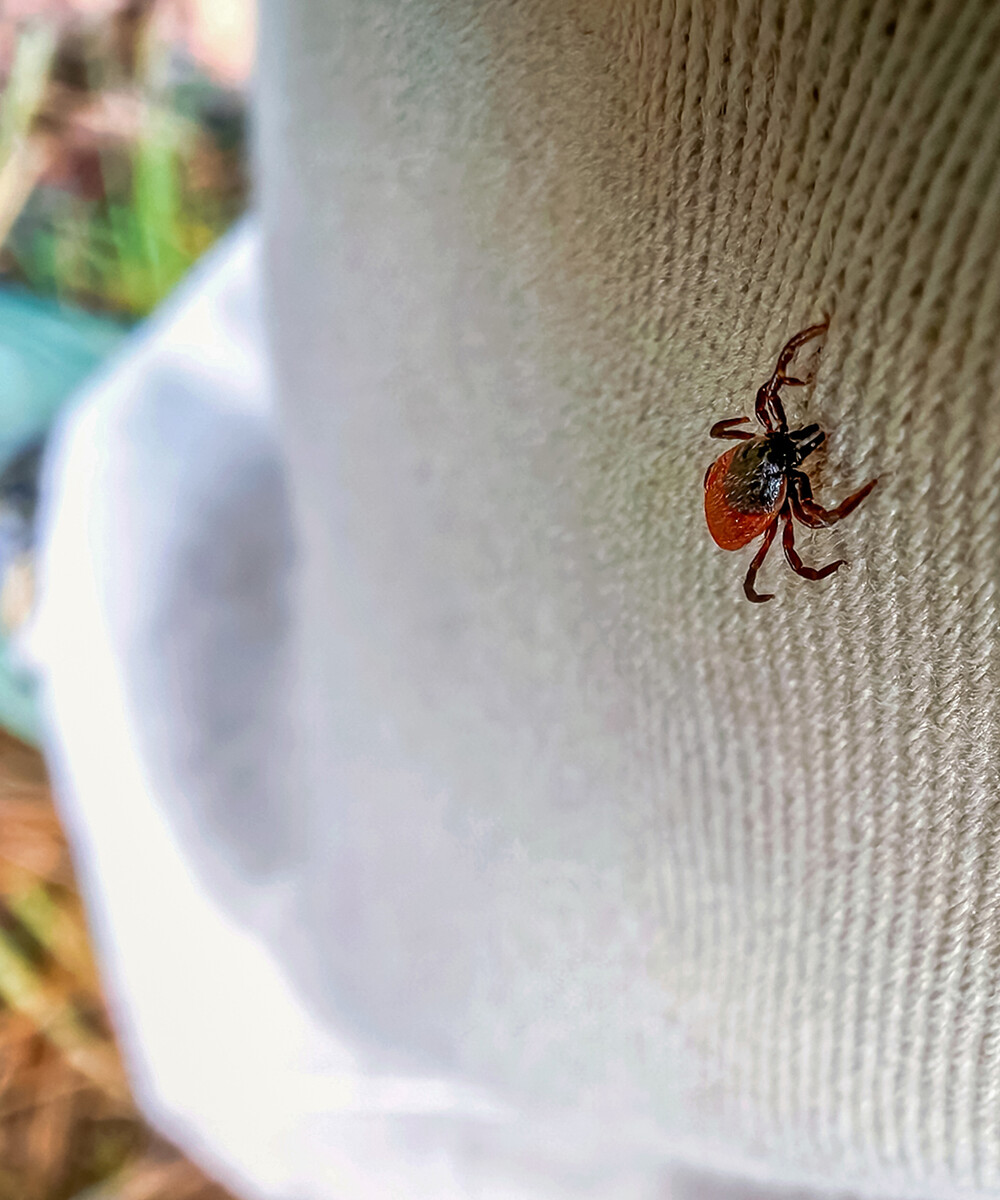 Tick crawling up person's pant leg.