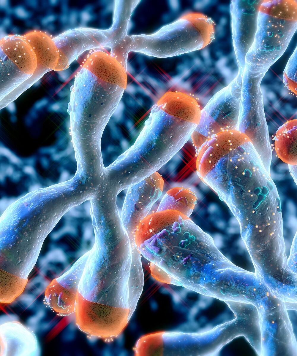 Artist rendering of chromosome structure with telomeres highlighted at the ends.