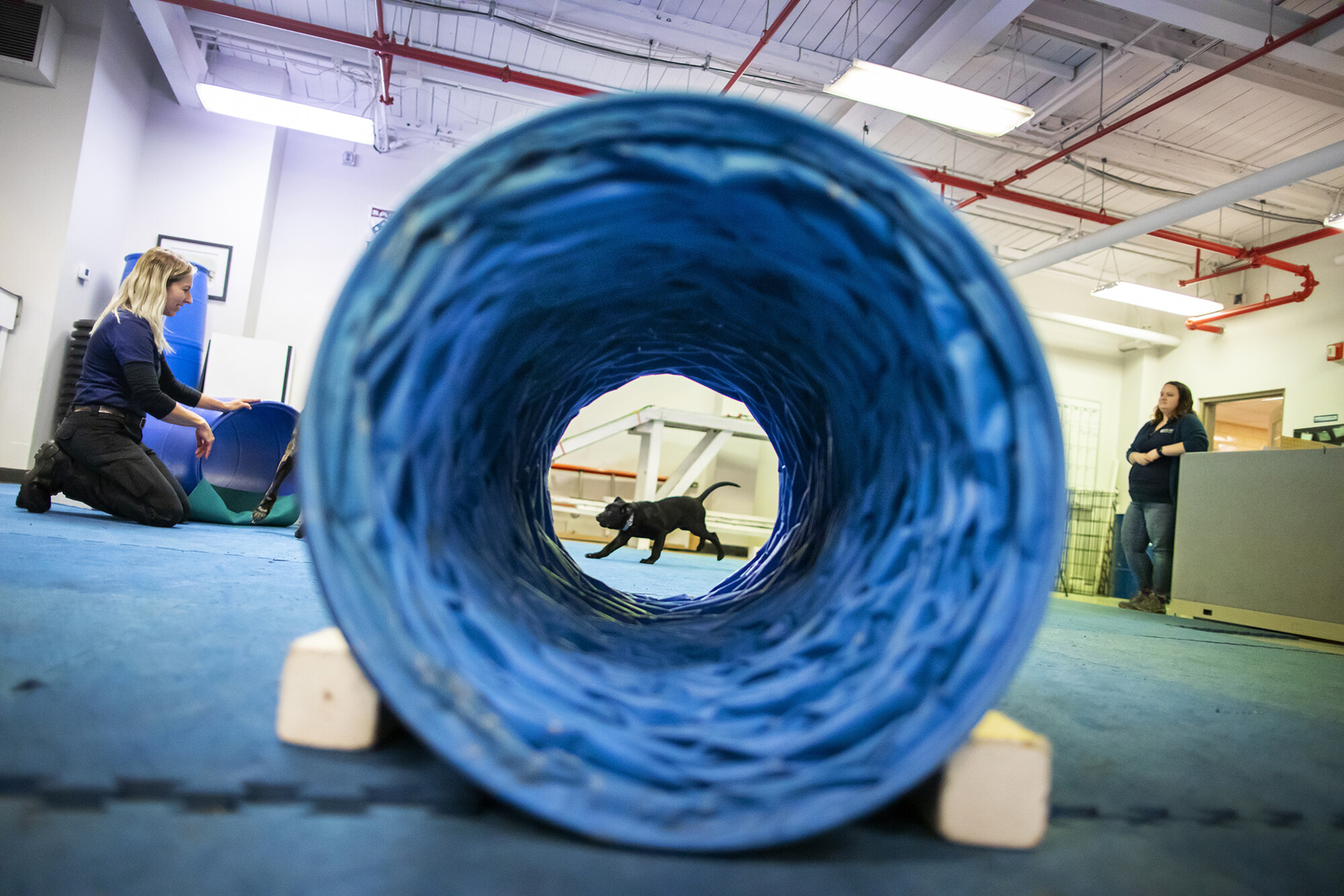U-litter puppy running at Working Dog Center seen through a round tunnel play structure.