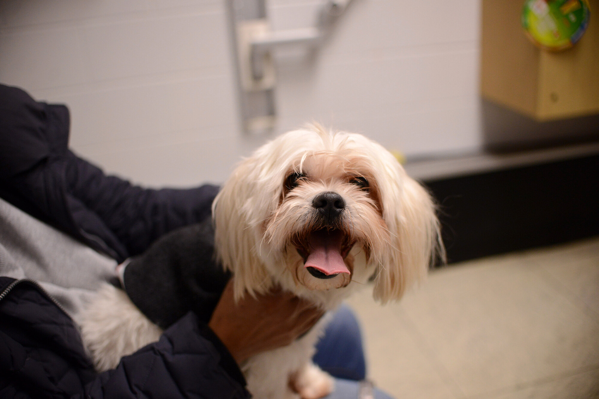 Happy looking dog looks at the camera while seated on its owner's lap in the waiting room at Ryan Hospital.