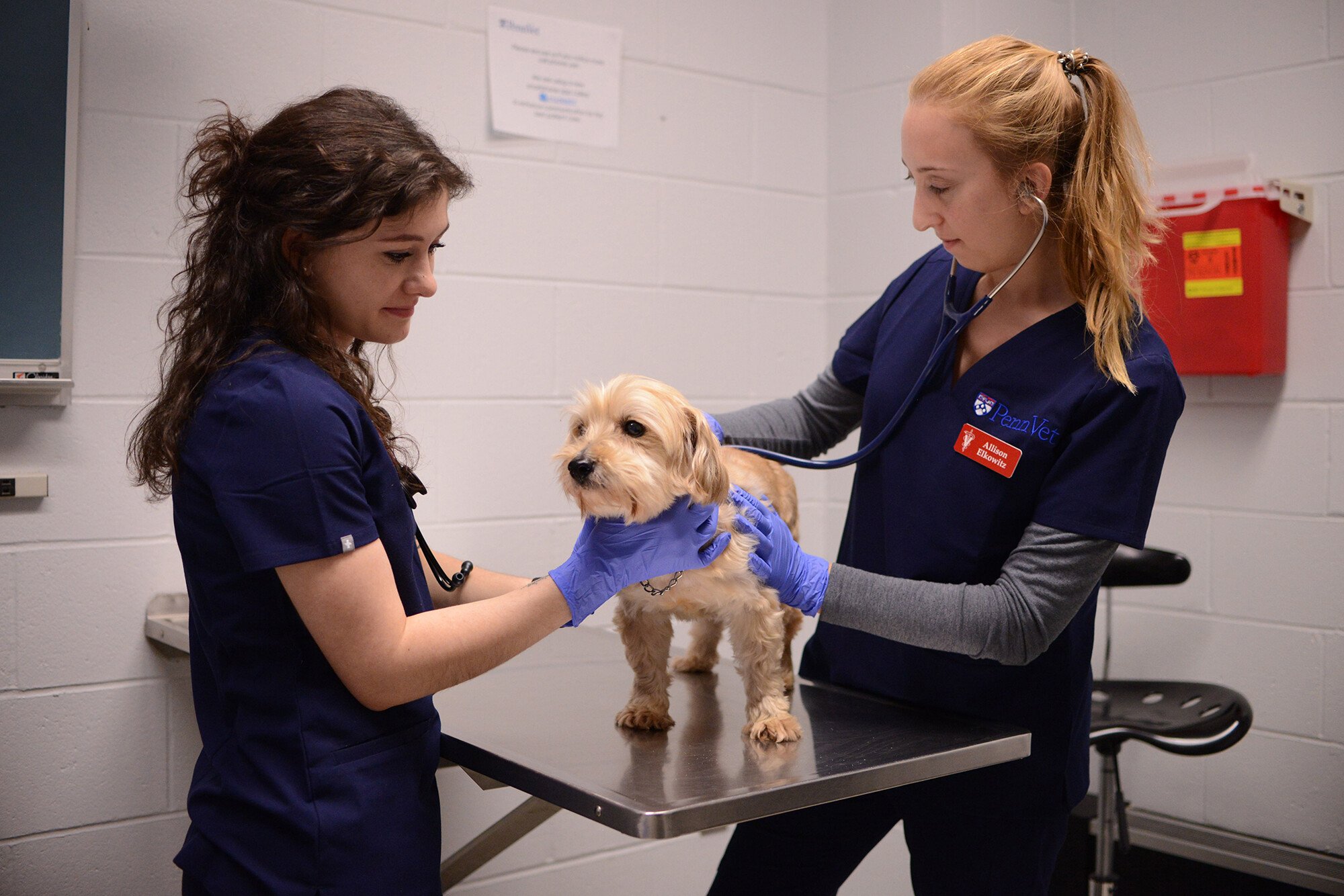 A very patient dog stands on an exam table while two members of Penn Vet hold its neck and listen to its heart. 