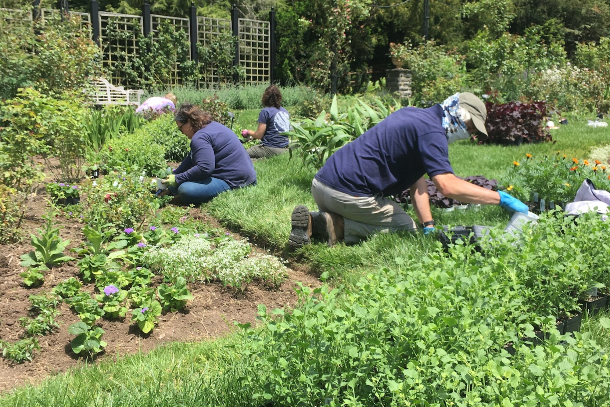 People working in a garden