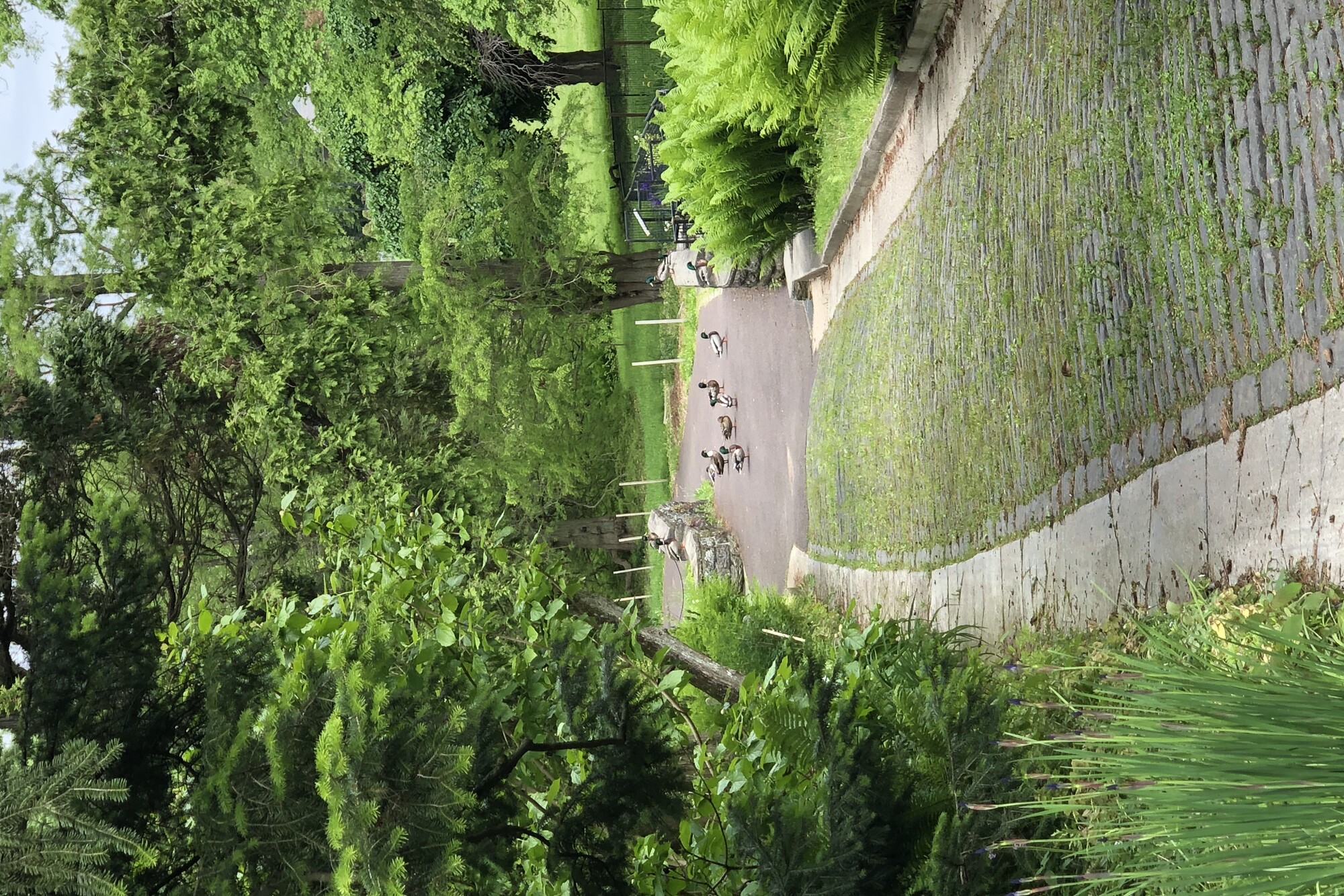 Group of ducks walks across a path in a park setting
