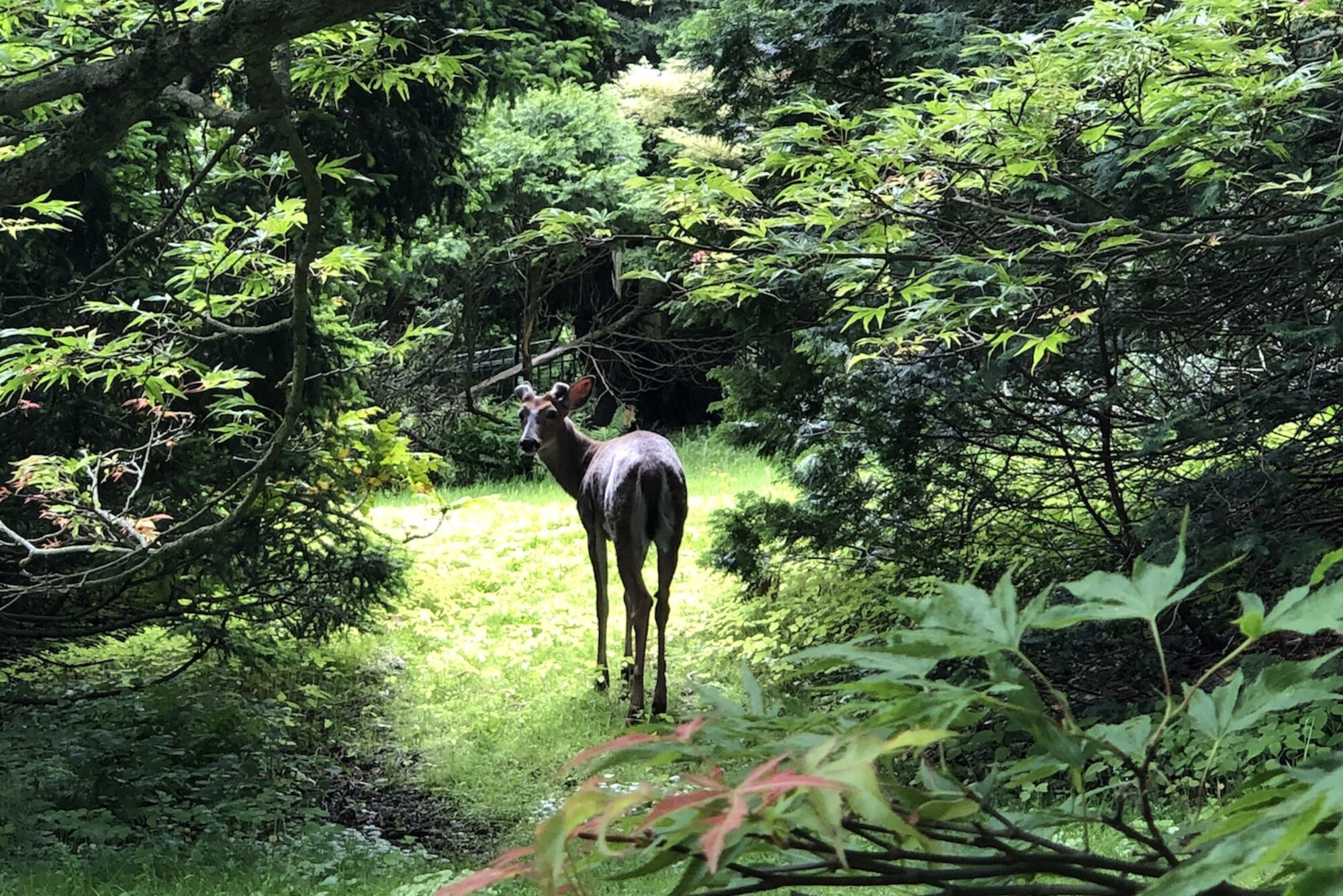 White-tailed deer standing in a clearing between trees