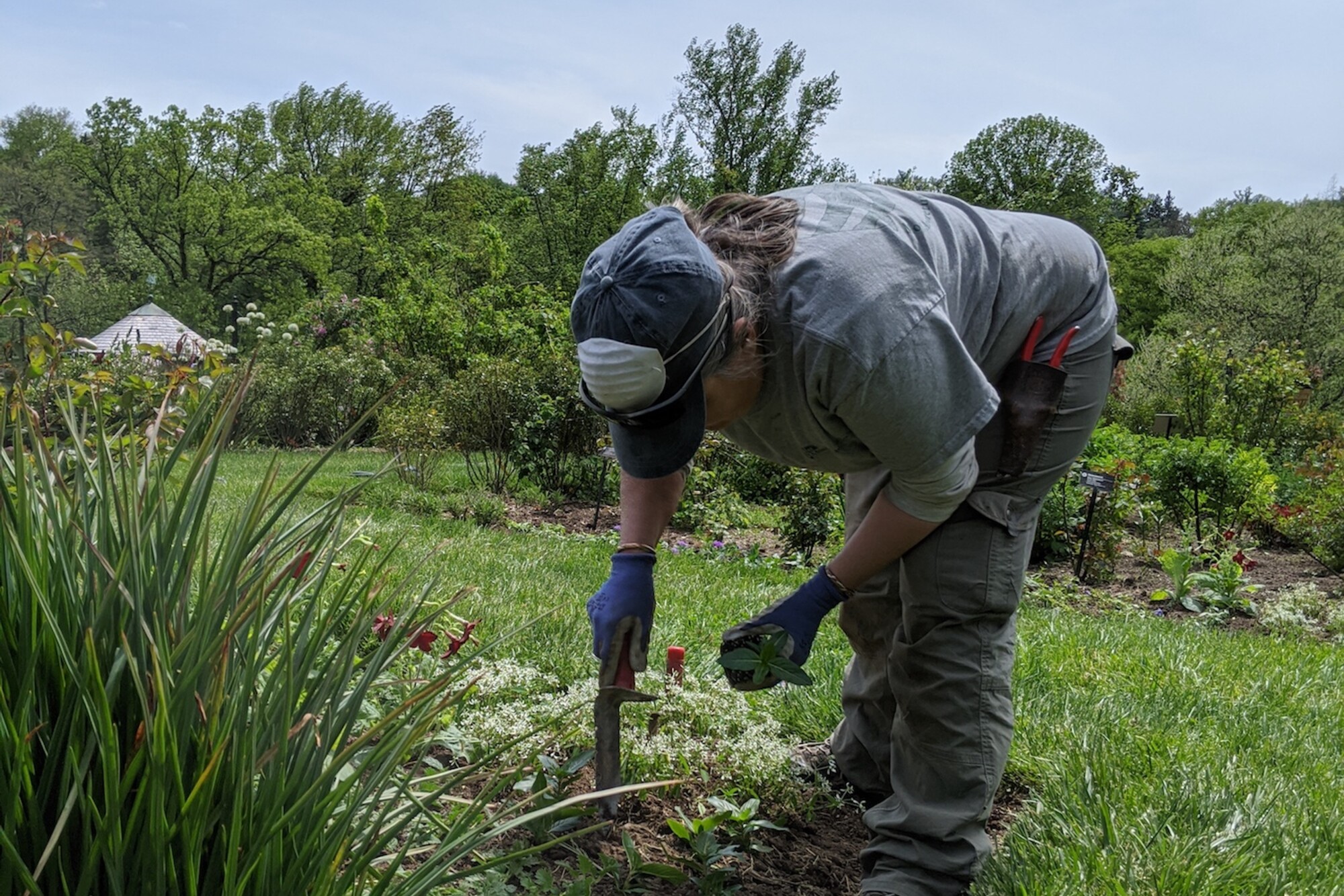 Person using shovel to put plants in the ground