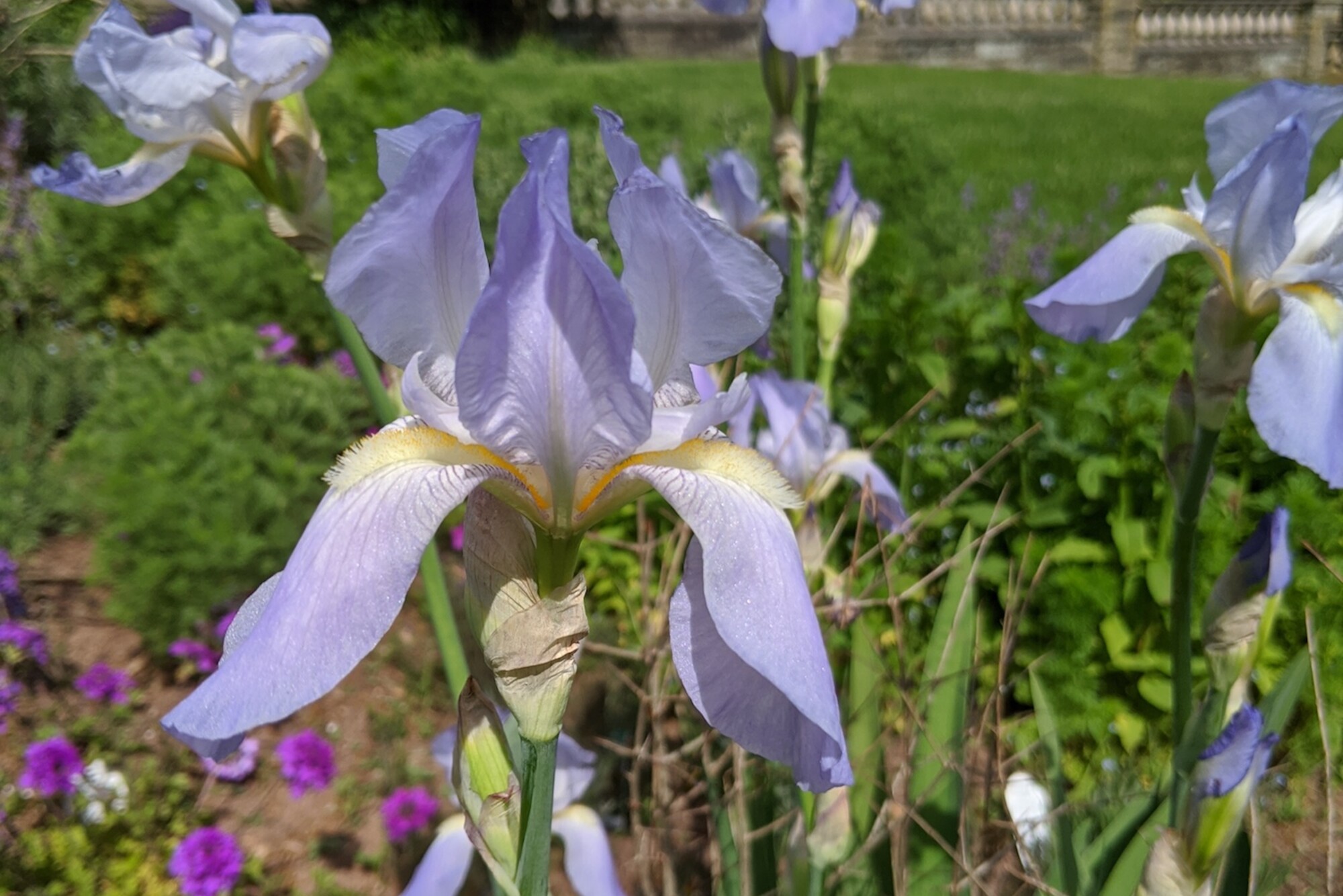 Group of iris flowers in bloom