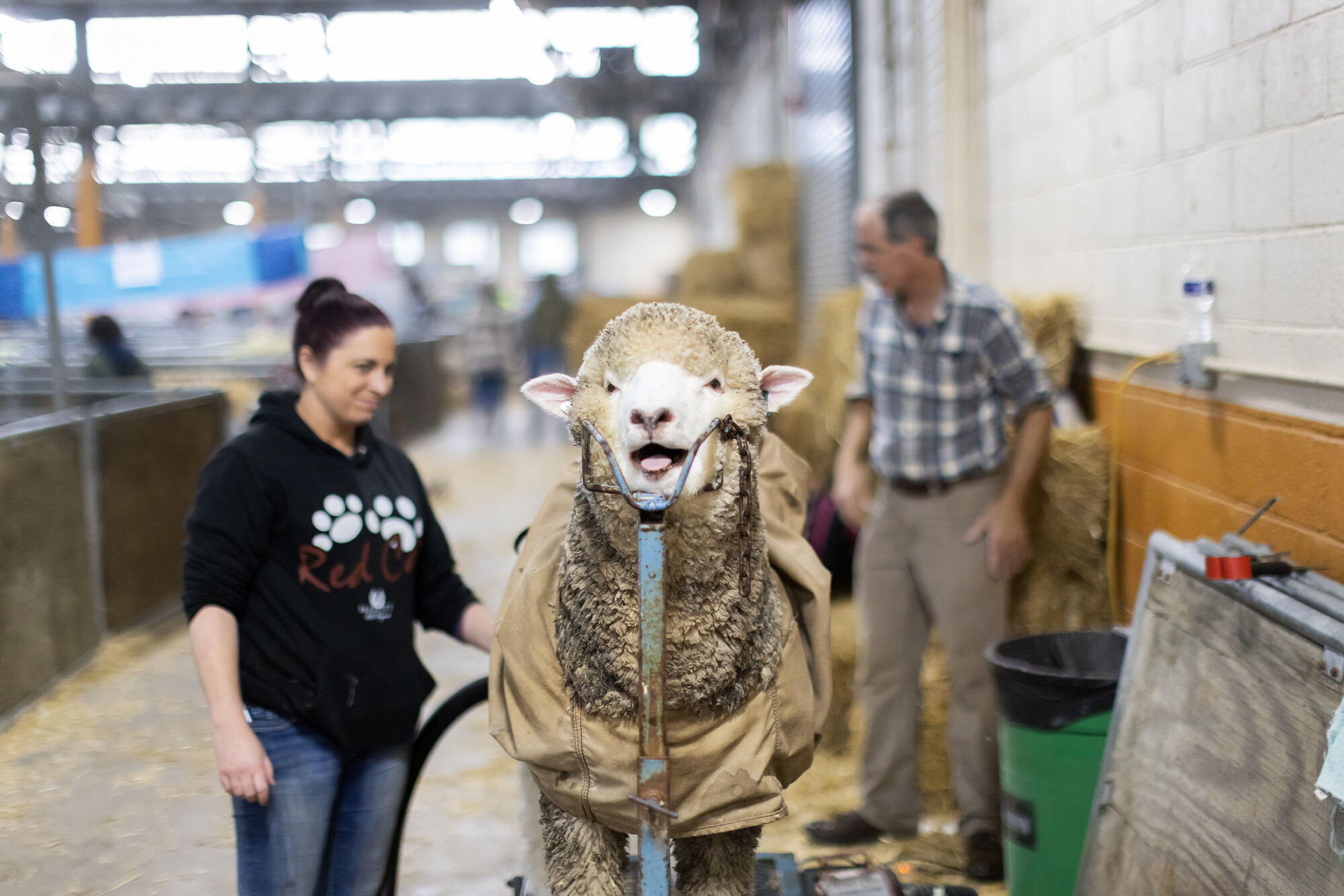 alpaka the pa farm show