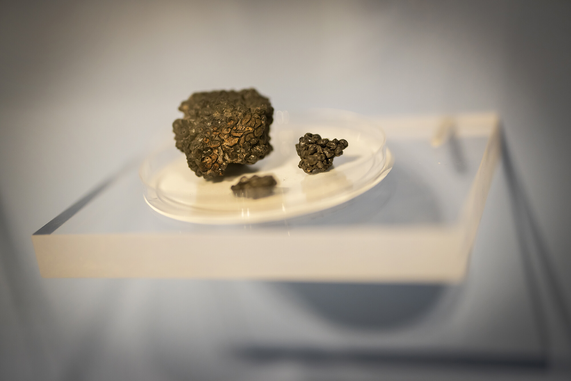 goat dung on a petrie dish in a display case