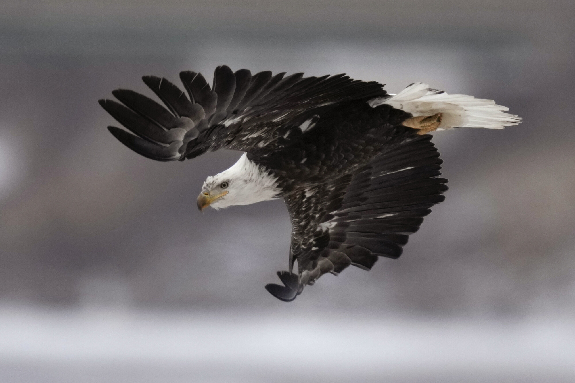 bald eagle flying