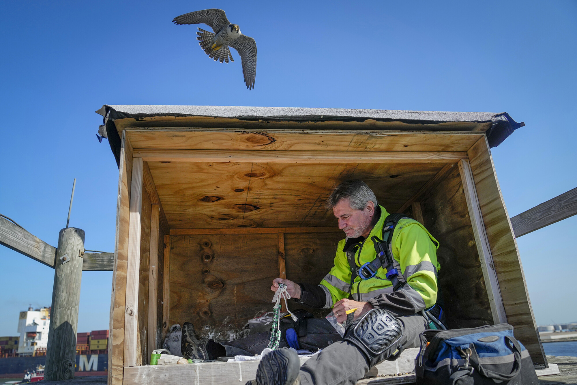 peregrine falcon with trainer