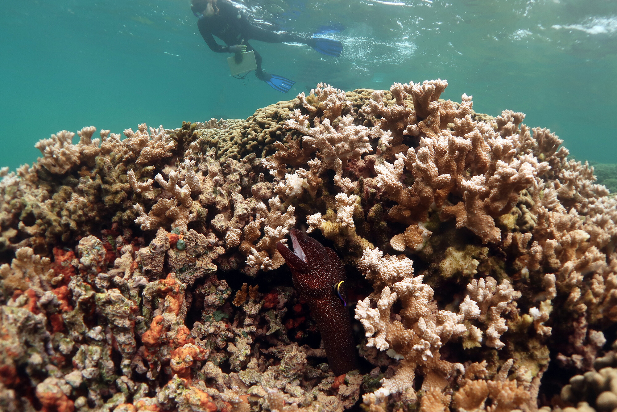 Eel in coral reef.