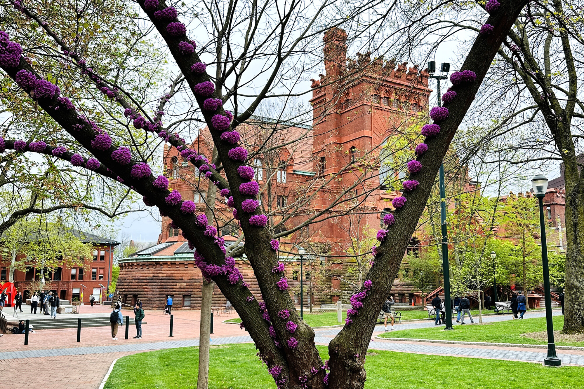 eastern redbud on college green