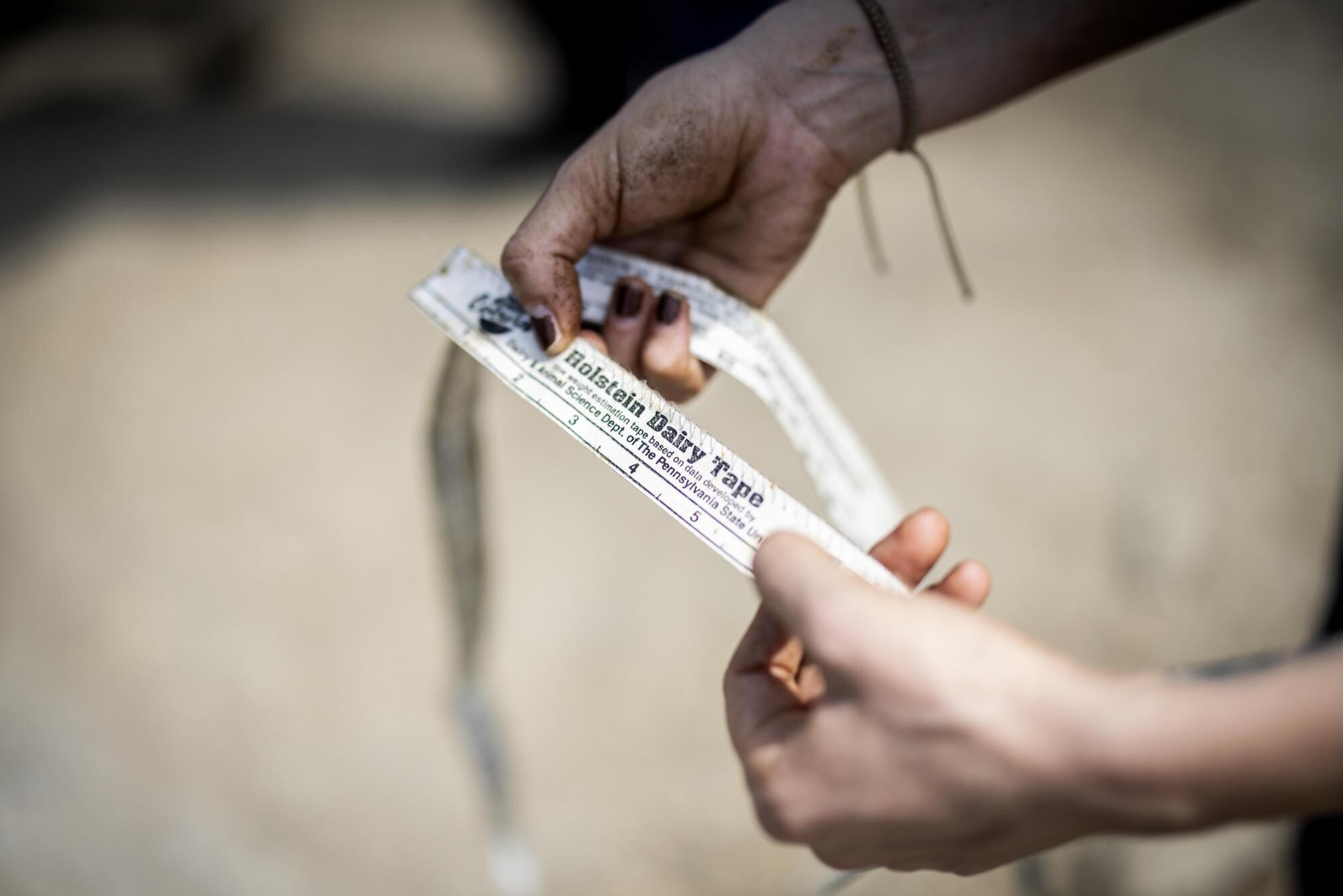 A person hold a piece of Holstein Dairy Tape.