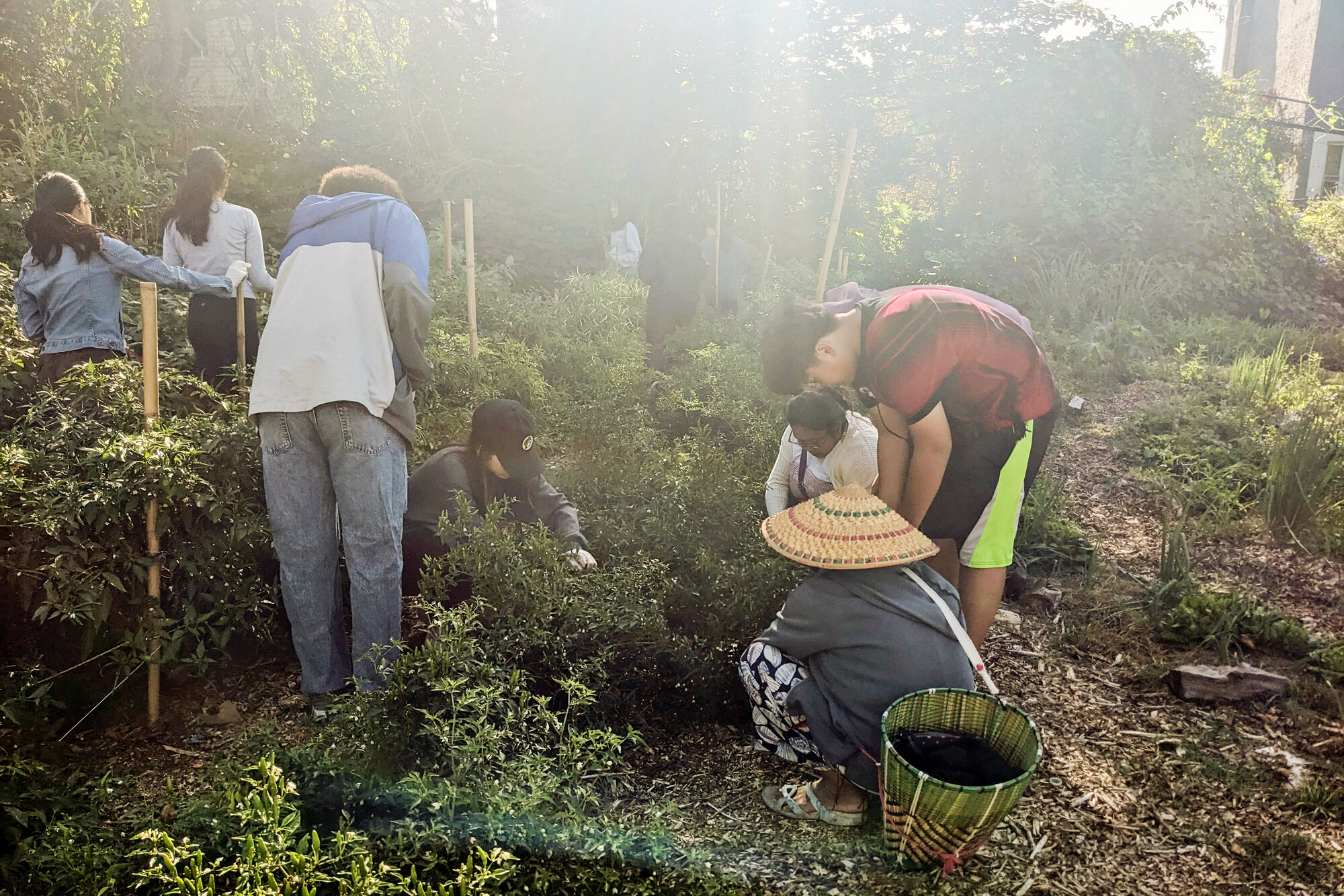 Students harvesting vegetables.