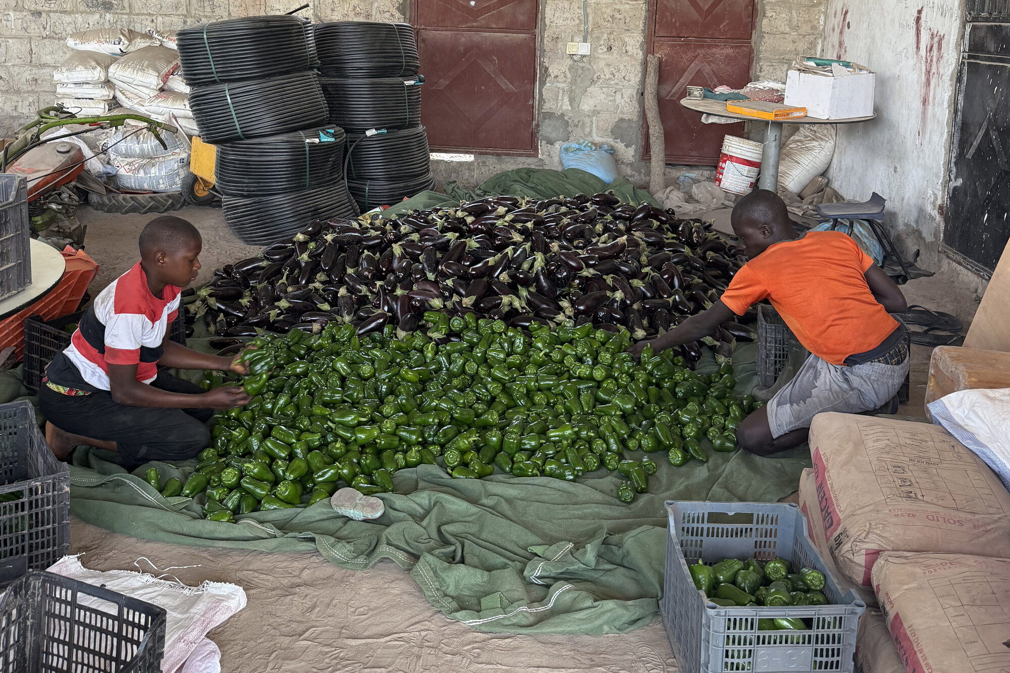 Two adolescents sorting harvested peppers and eggplants at AfriFarms.