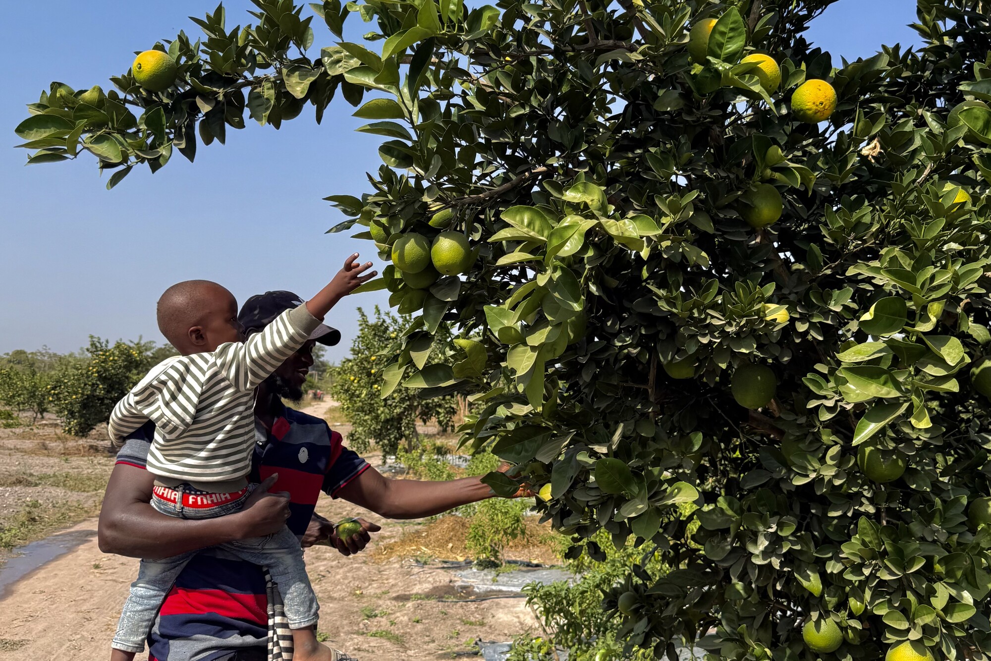 Malang and his son picking oranges in Gambia.