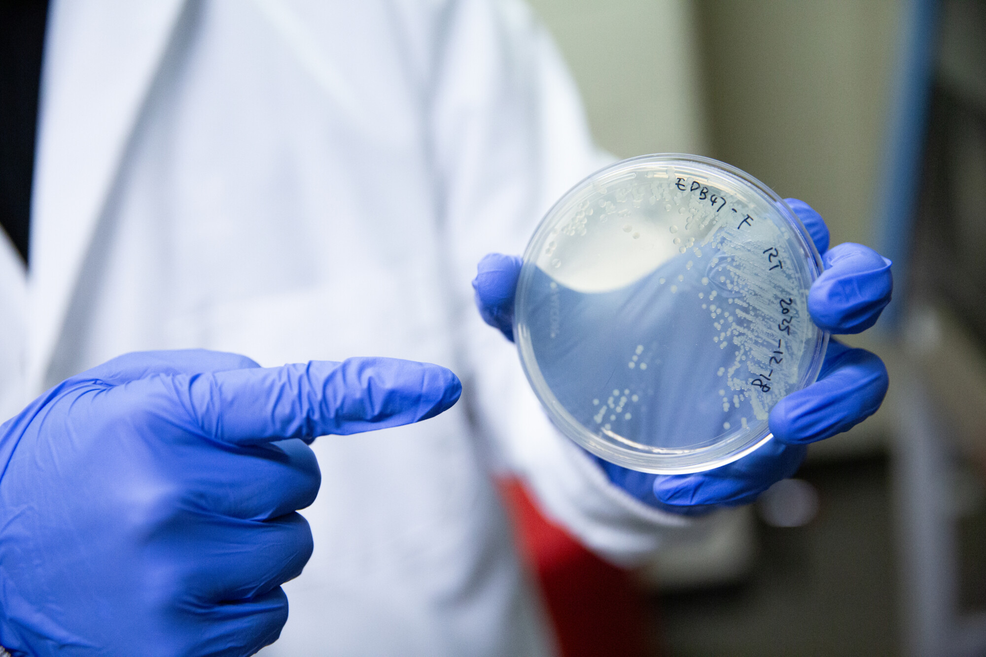 Ran Tao, a Ph.D. student in the Mathijssen Lab point to a petri dish