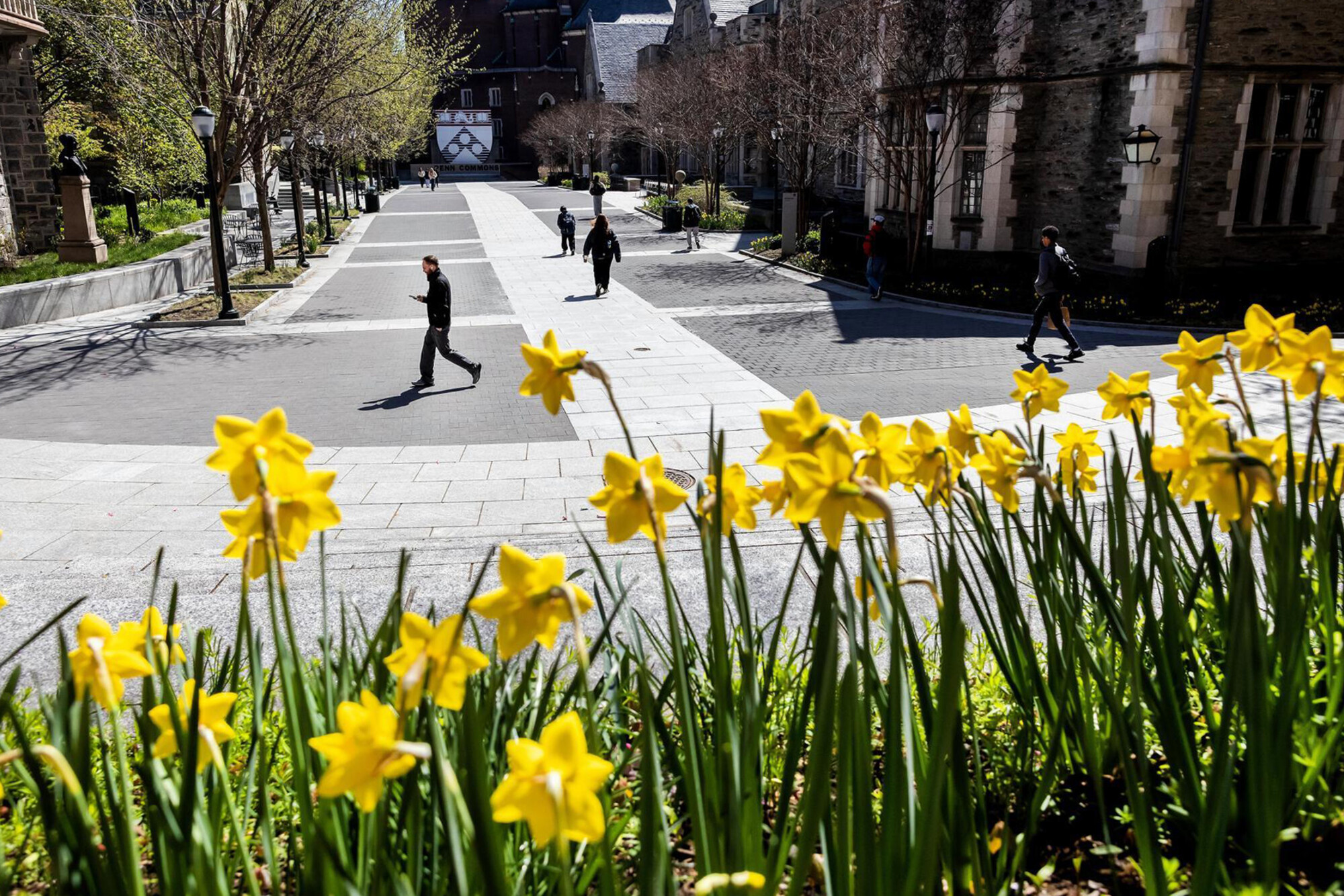 Penn Commons with spring daffodils.