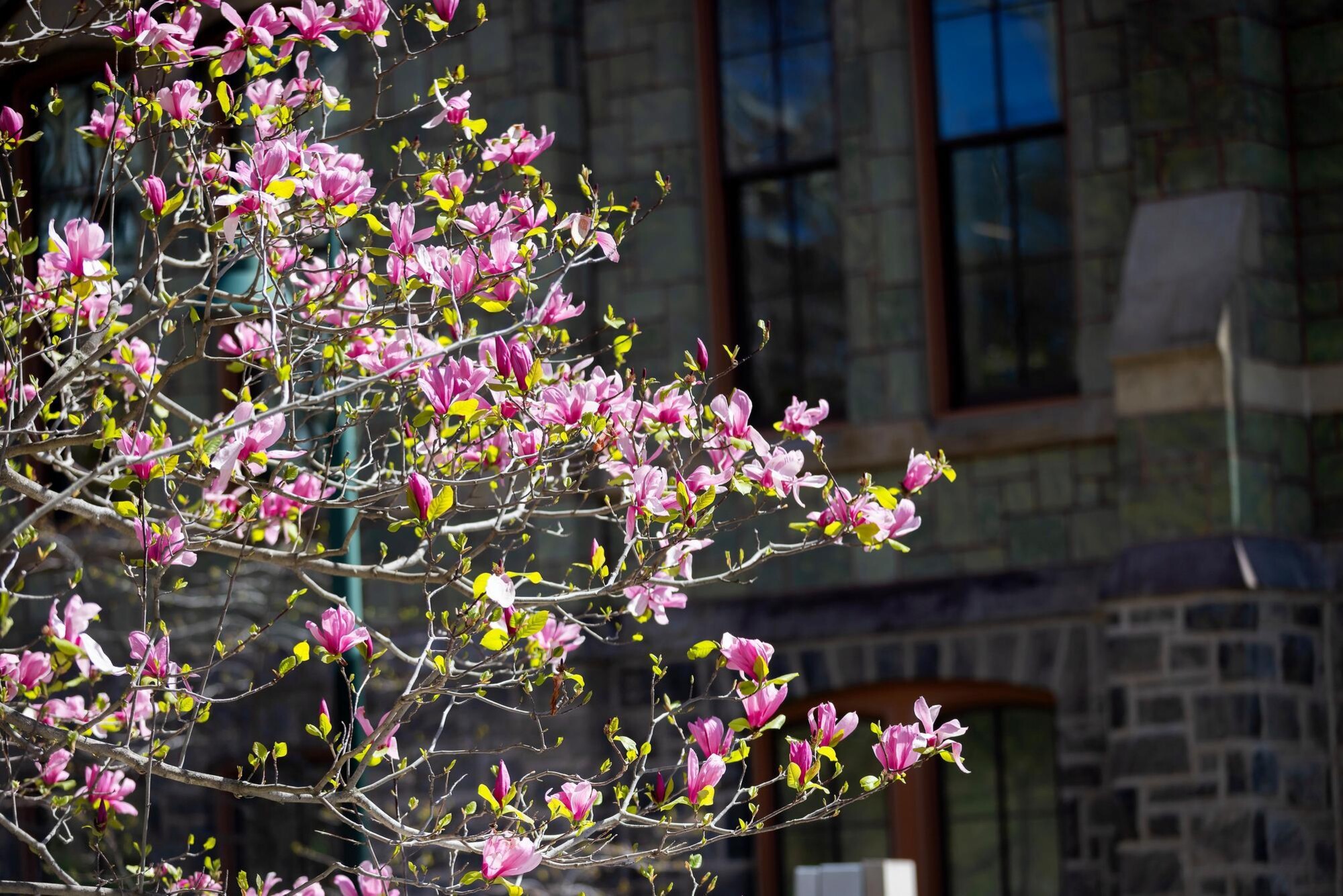 Magnolia trees blooming on College Green.