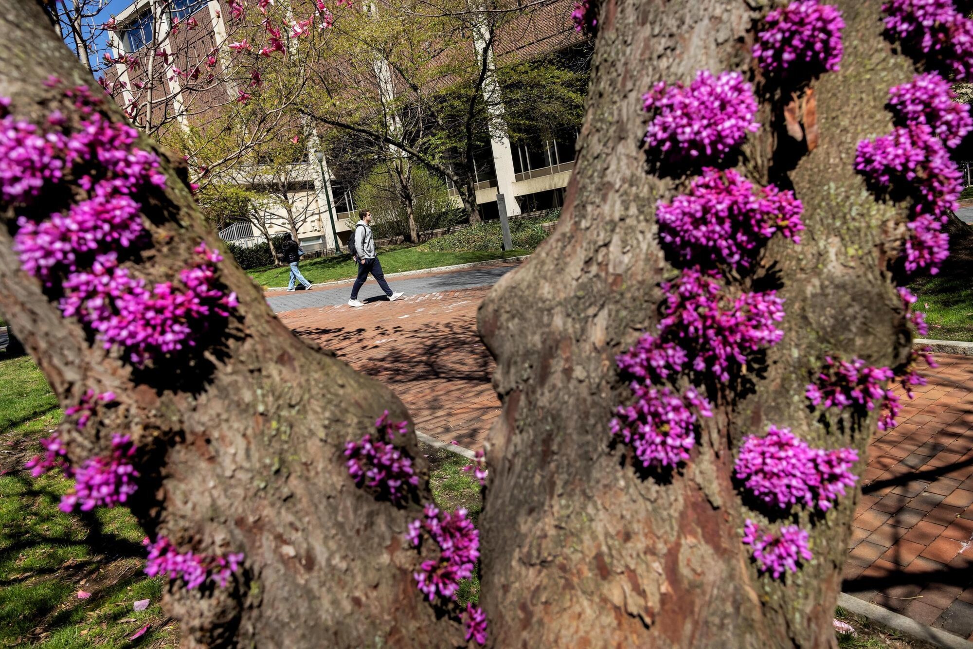 Blossoming trees in spring on Penn’s campus.