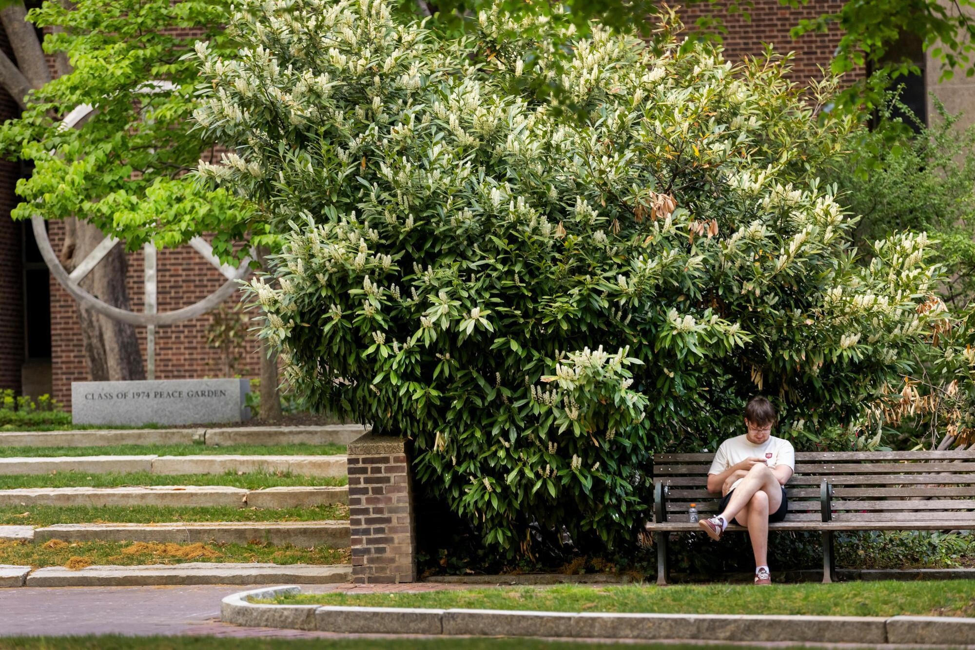 A person sitting on a bench  near Penn’s Peace Garden.