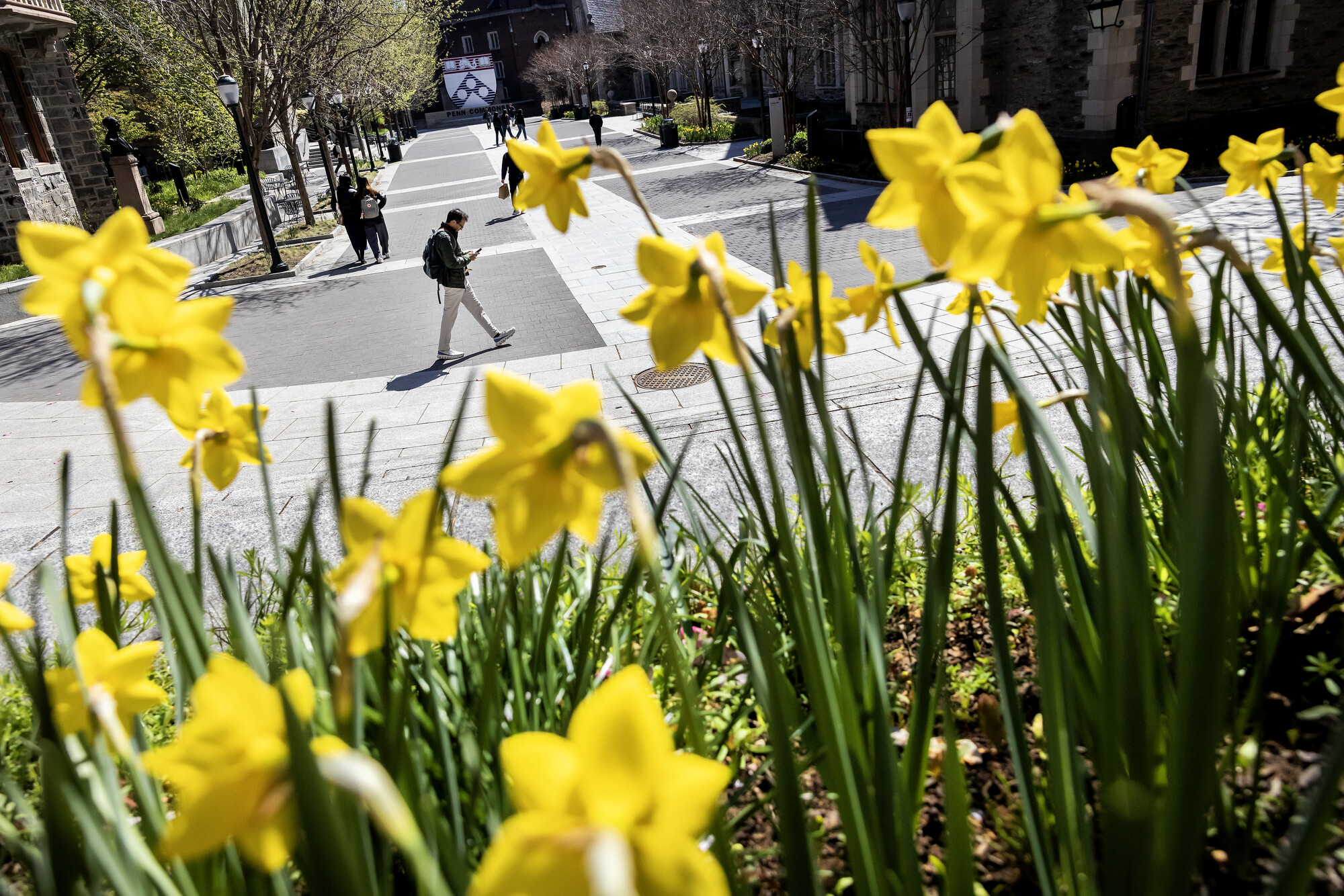 Daffodils in Penn Commons.