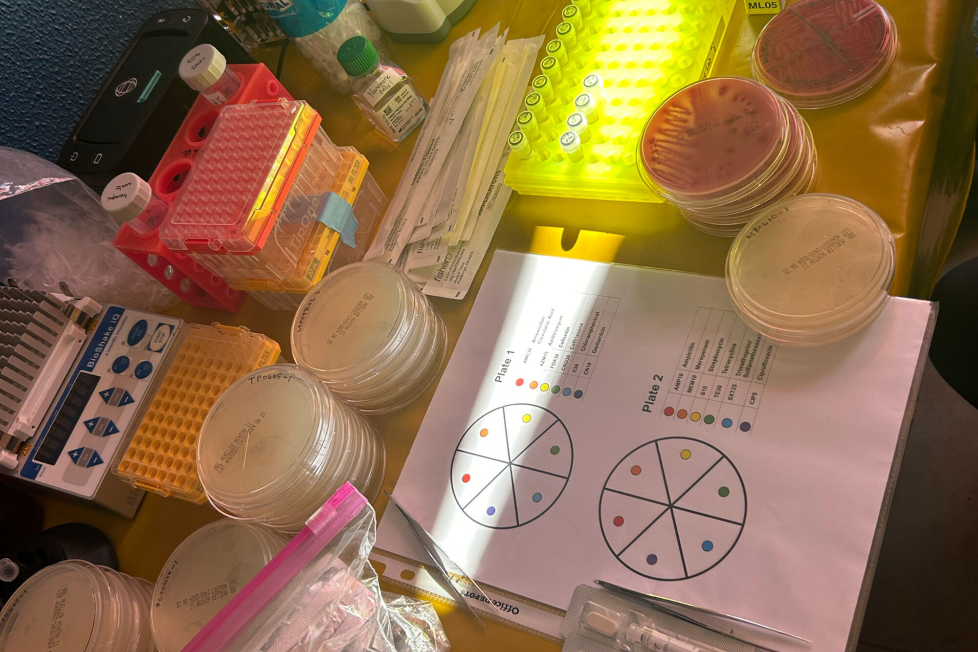 Supplies used for antimicrobial susceptibility testing. Students assessed how bacteria respond to different antibiotics, providing insight into patterns of antimicrobial resistance on San Cristóbal Island.