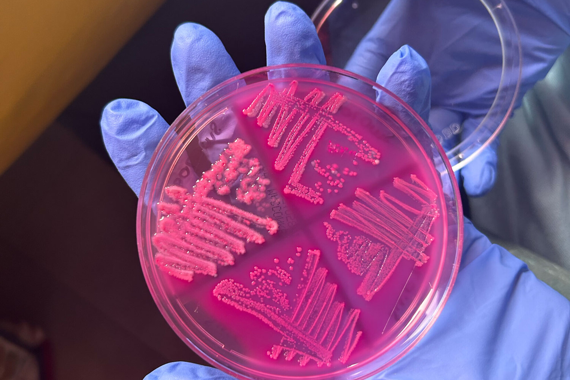 Four bacterial strains isolated from water samples growing on a MacConkey agar plate.