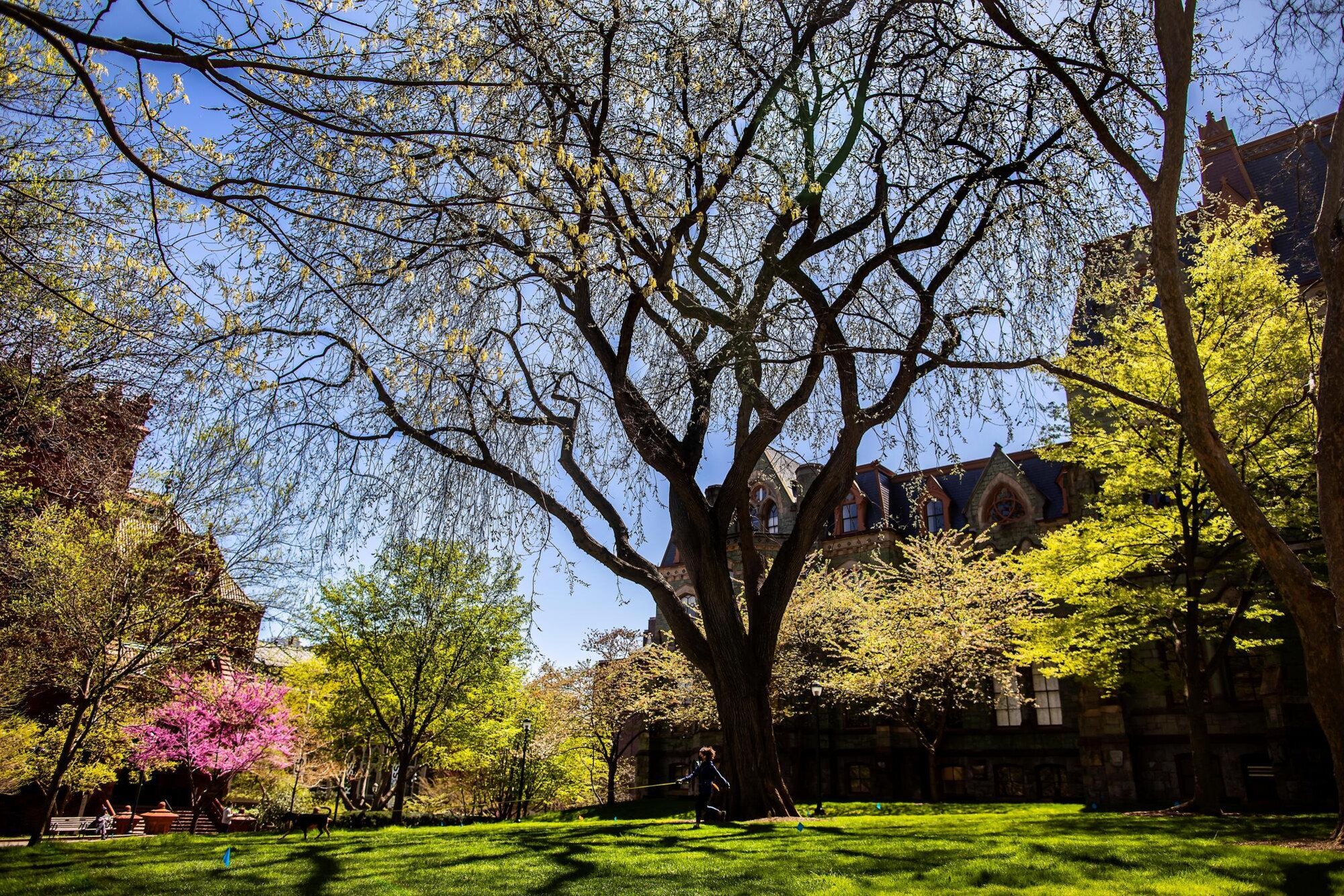 Penn Treaty Elm in front of College Green.